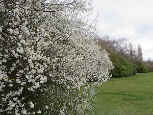 The 'talking cure'. Cherry Blossom landscape Moneyhole Lane Park WGC