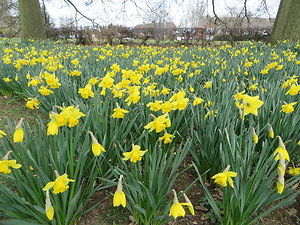 Home. Daffodils Stanborough Welwyn Garden City